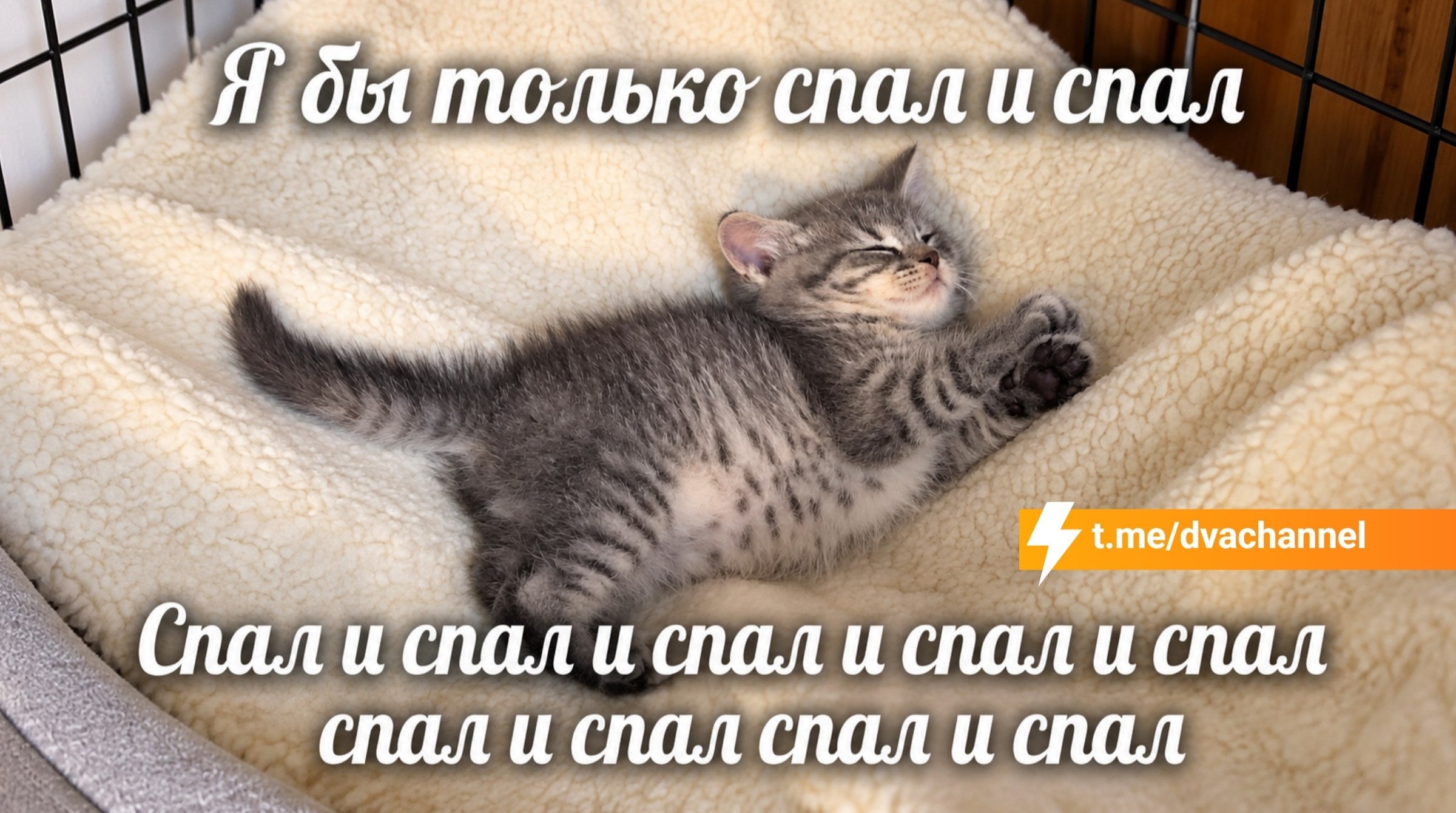 Кошка красивая